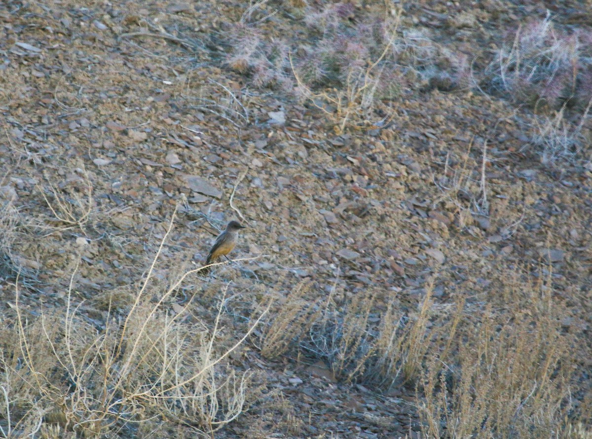 Say's Phoebe - ML246766881