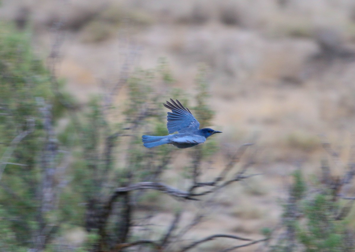 Pinyon Jay - ML246766931