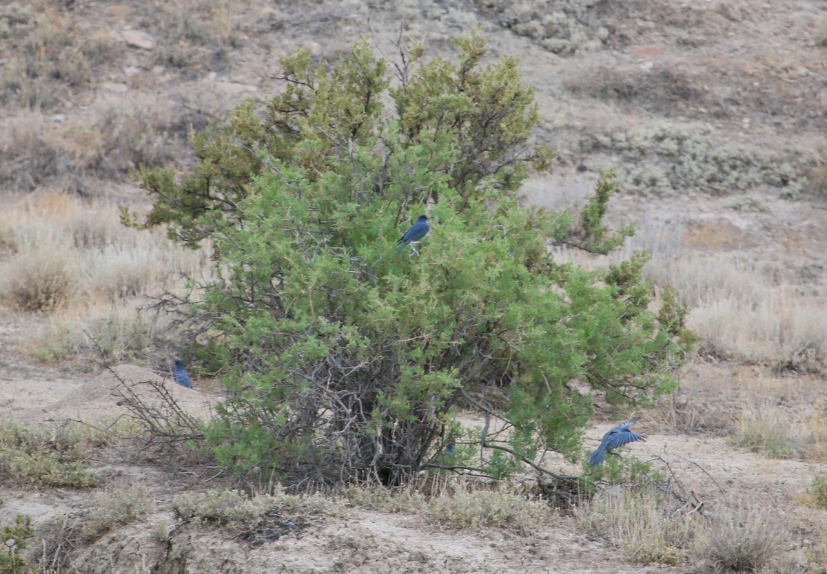 Pinyon Jay - ML246766941