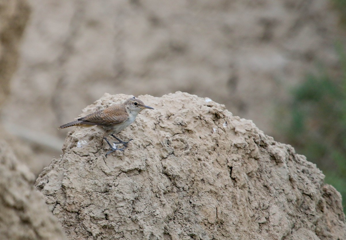 Rock Wren - ML246766971