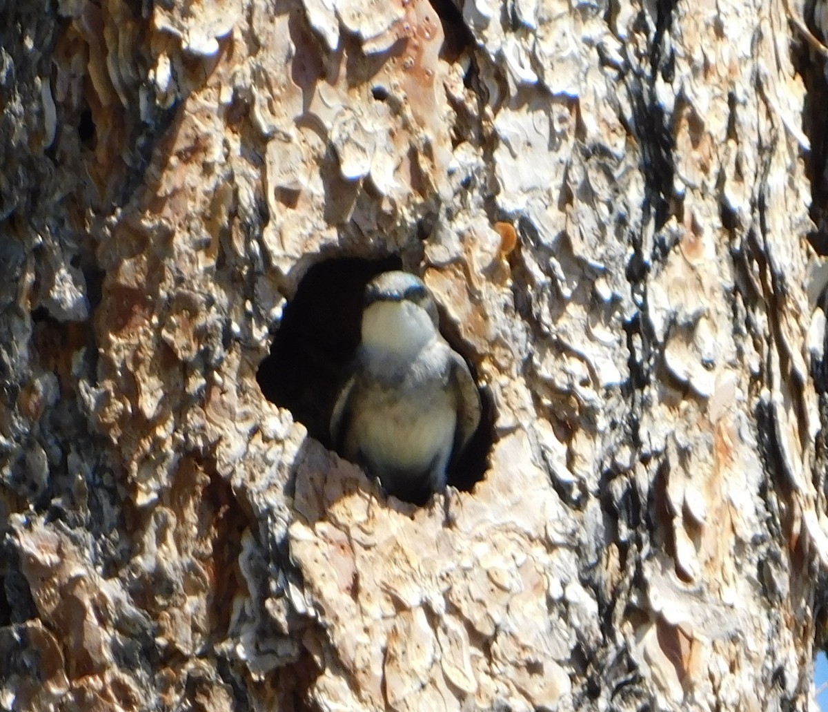 Tree Swallow - ML246767021