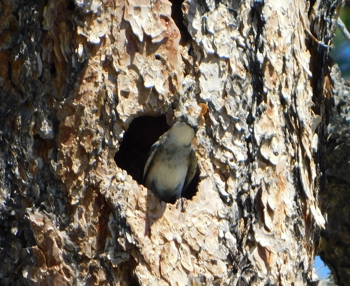 Tree Swallow - ML246767041