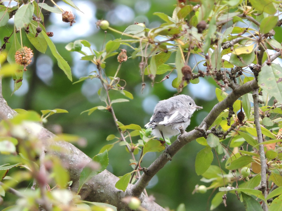 Blue-gray Gnatcatcher - Mary-Therese Grob