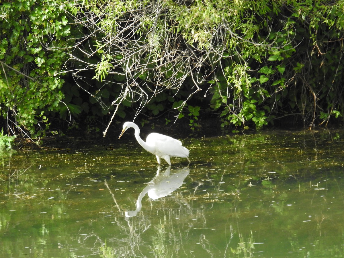 Great Egret - ML246768141