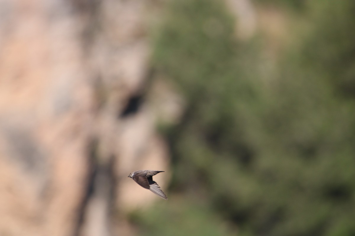 Eurasian Crag-Martin - ML246769301