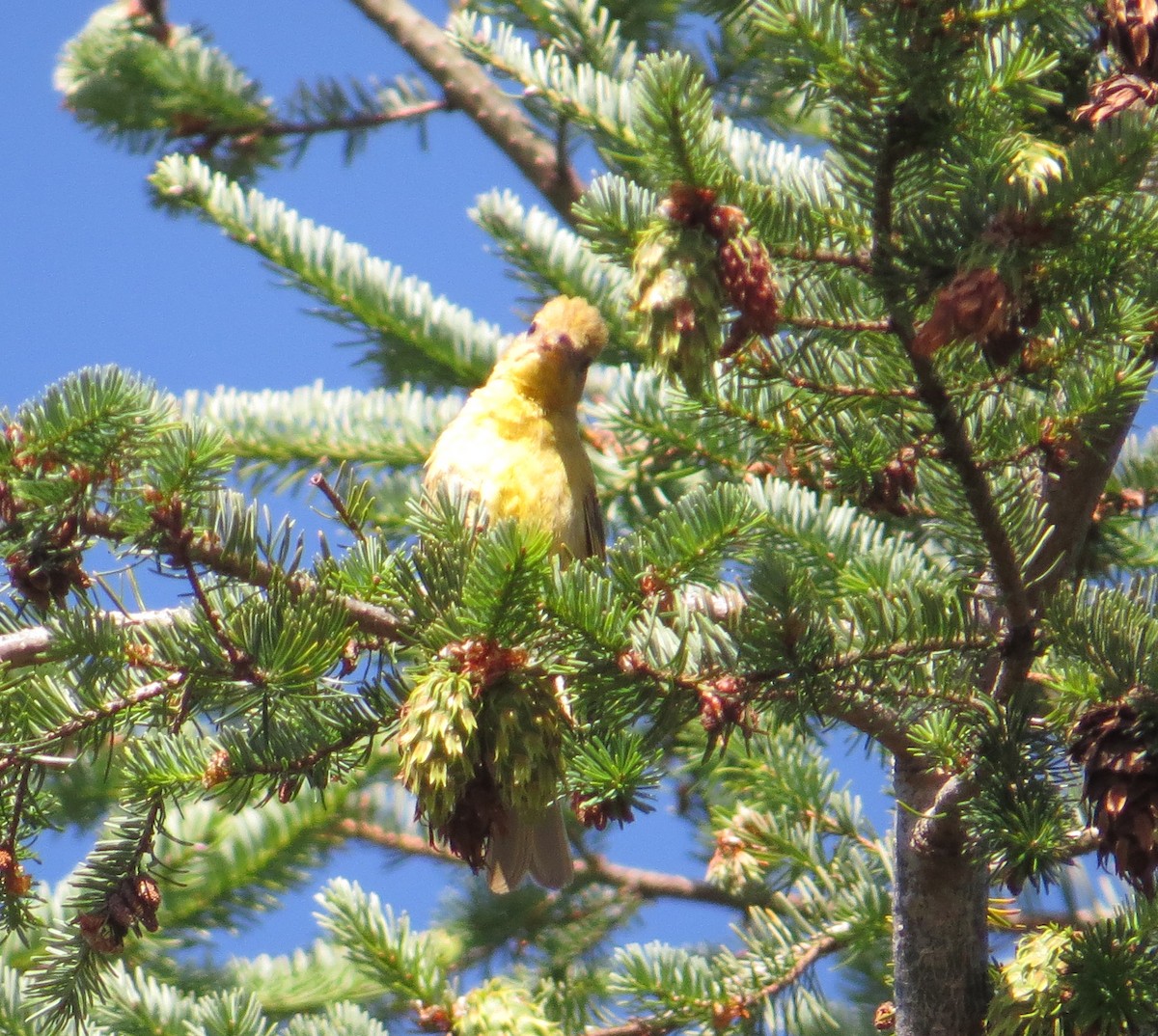 Summer Tanager - ML246769781