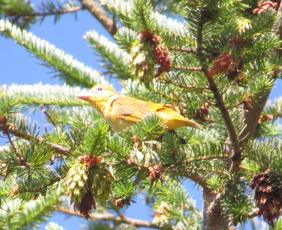 Summer Tanager - ML246769791