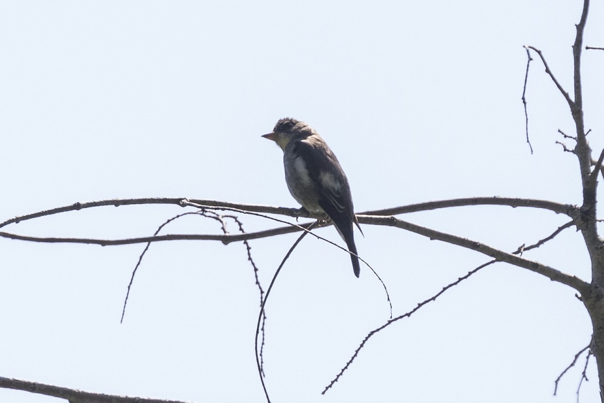 Olive-sided Flycatcher - ML246769951