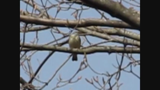 Louisiana Waterthrush - ML246770311