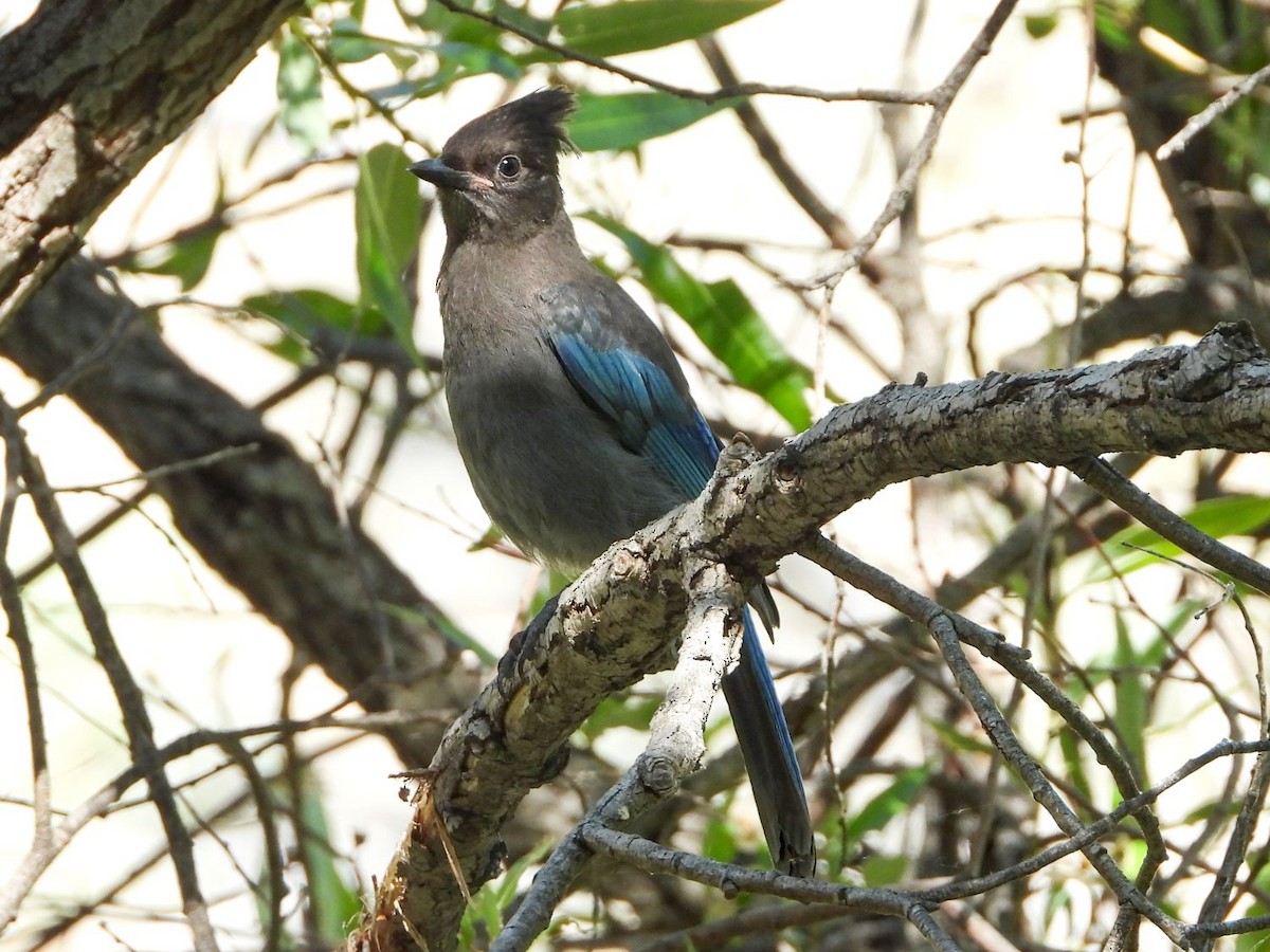 Steller's Jay - ML246770491