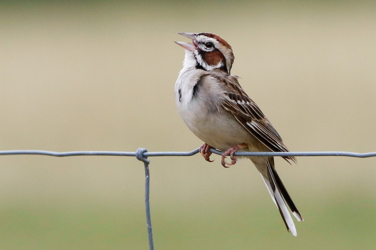 Lark Sparrow - ML246771111