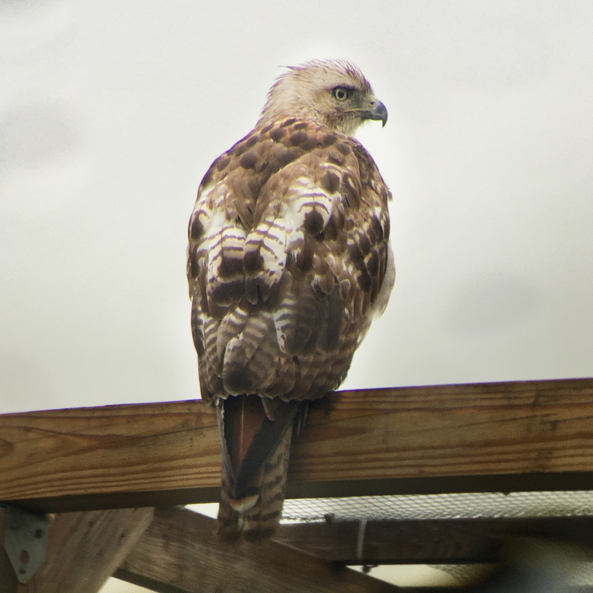 Red-tailed Hawk - ML246771421