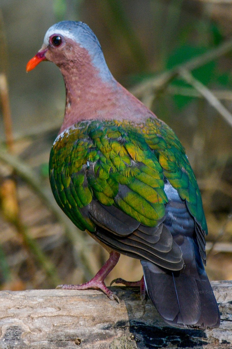 holub zelenokřídlý - ML246773231