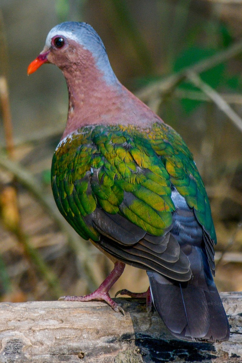 Asian Emerald Dove - Vivek Saggar