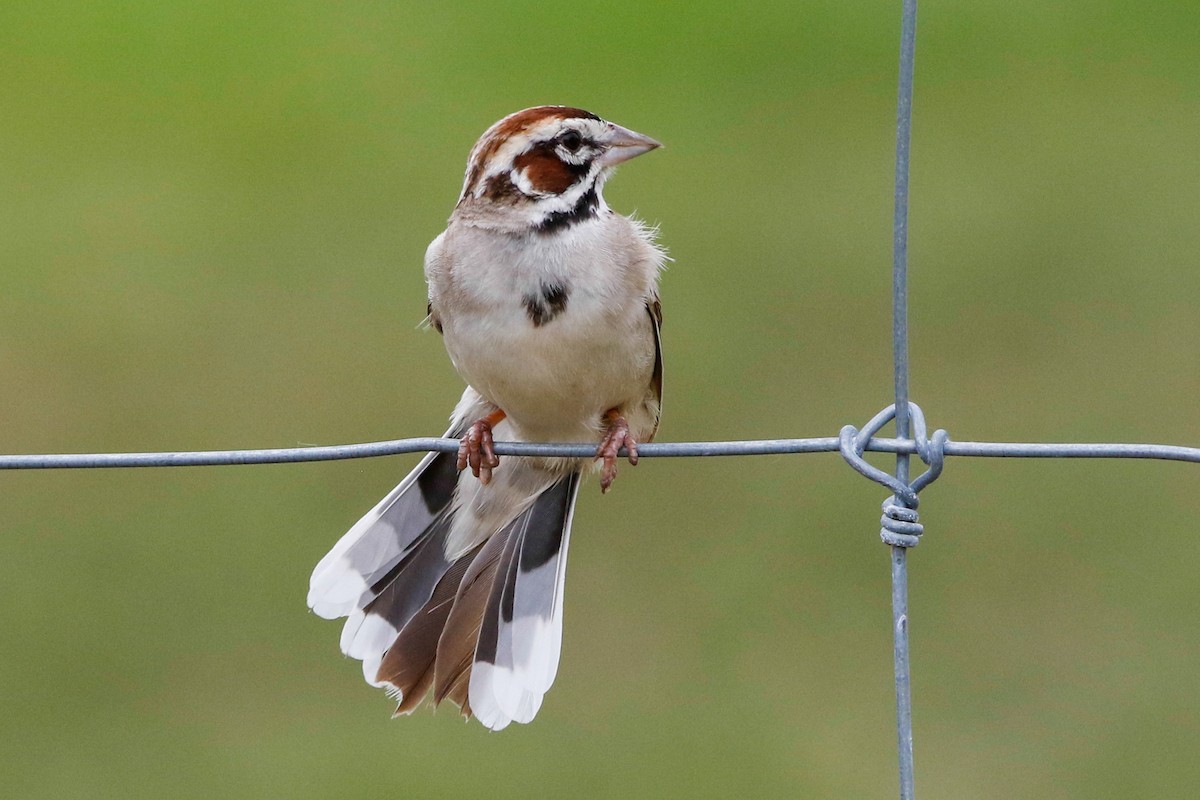 Lark Sparrow - ML246775811