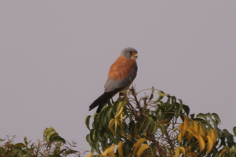 Lesser Kestrel - ML24677691