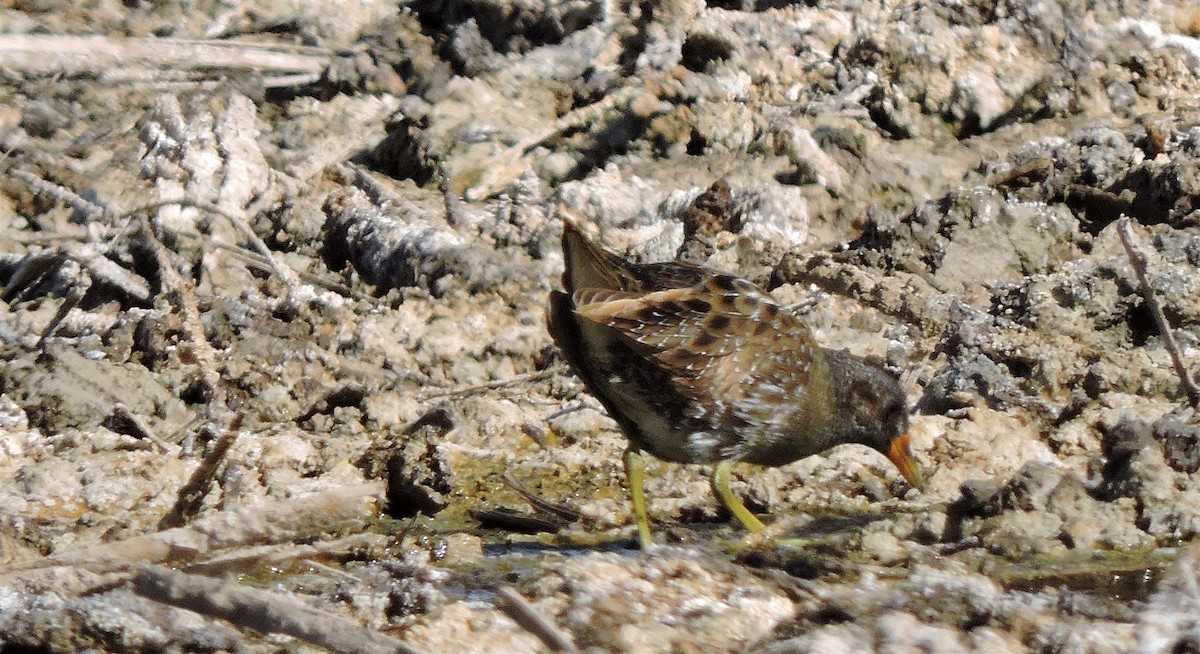 Spotted Crake - ML24677801