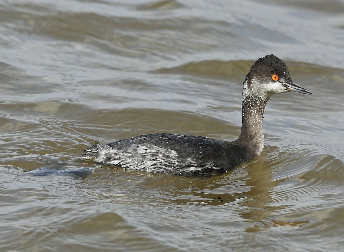 Eared Grebe - ML24677811