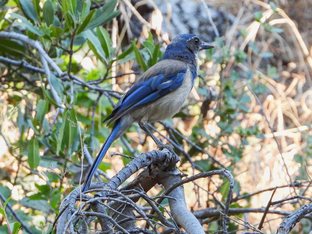 California Scrub-Jay - ML246778431