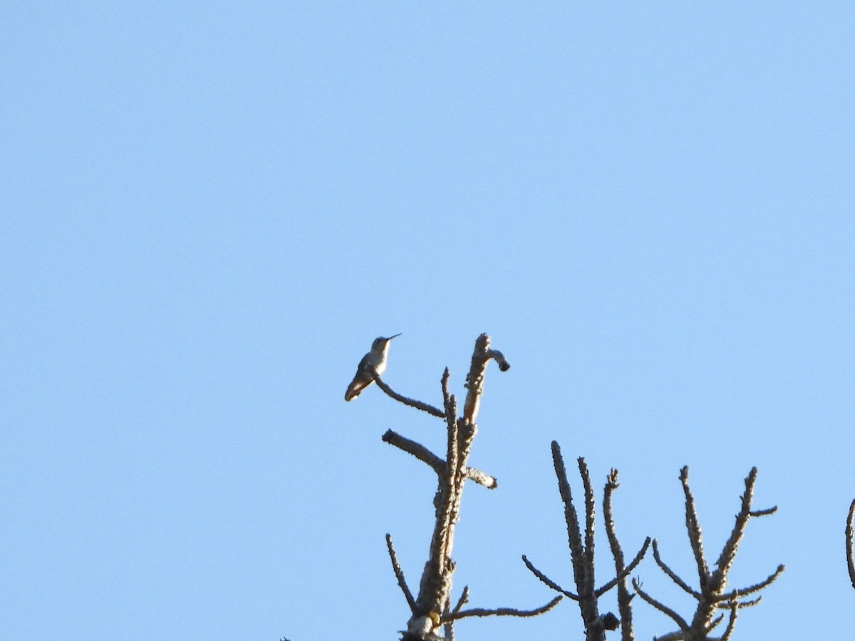 Black-chinned Hummingbird - ML246778541