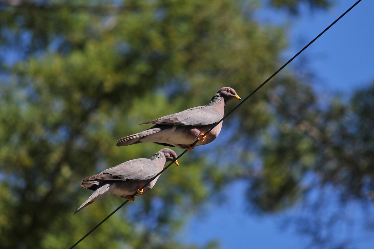 Band-tailed Pigeon - I'm Birding Right Now (Teresa & Miles Tuffli)