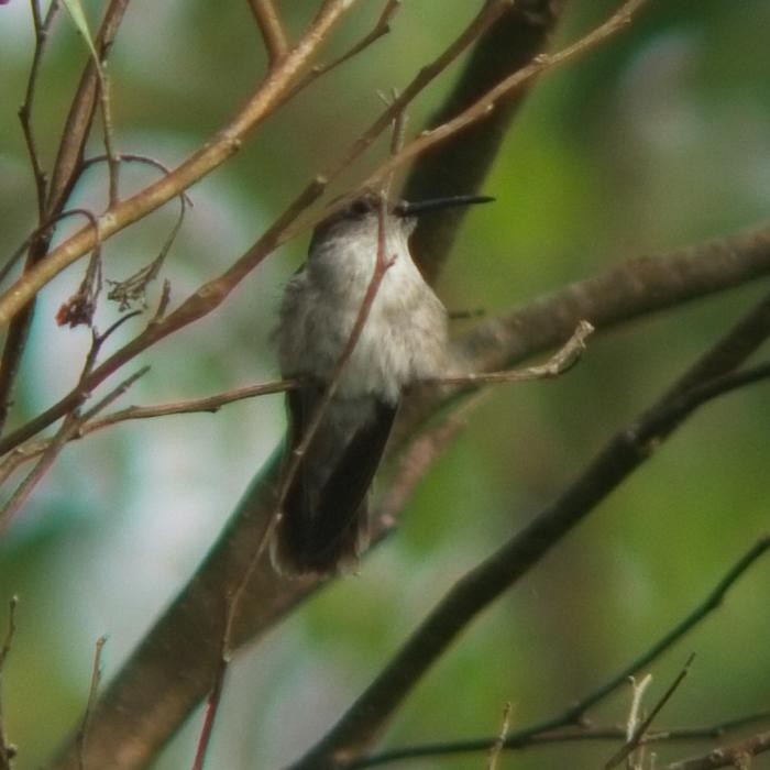 Olive-spotted Hummingbird - ML246779721