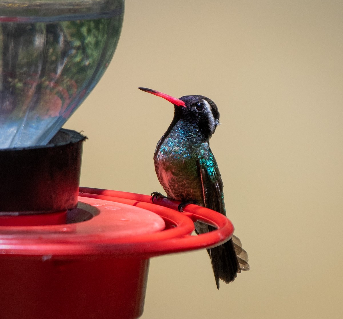 White-eared Hummingbird - ML246780641