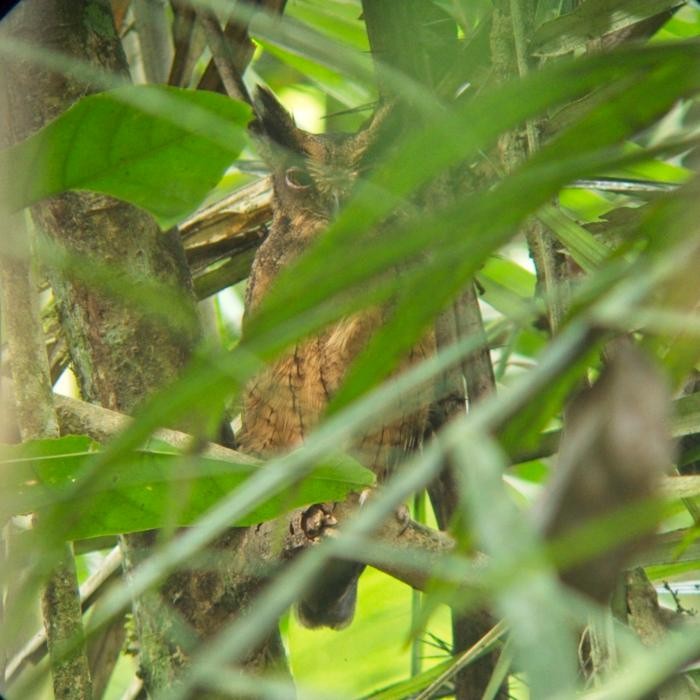 Tawny-bellied Screech-Owl - ML246780771