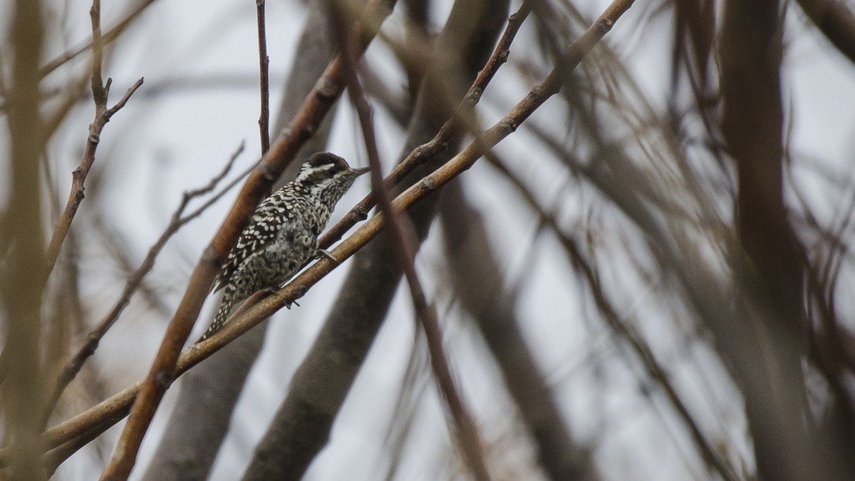 Checkered Woodpecker - ML246781481