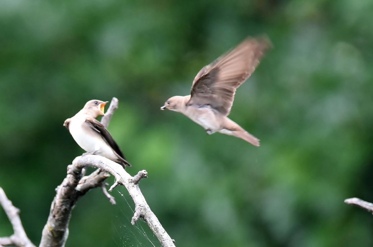 Northern Rough-winged Swallow - ML246782061