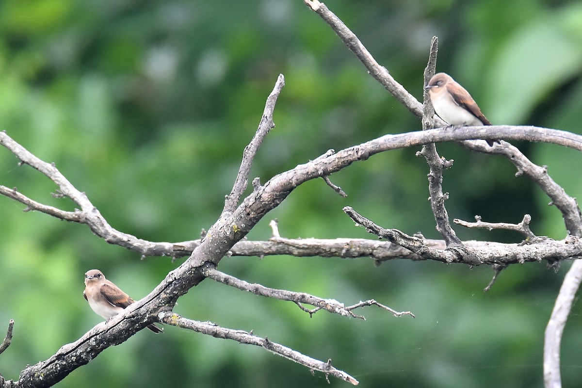 Northern Rough-winged Swallow - ML246782071