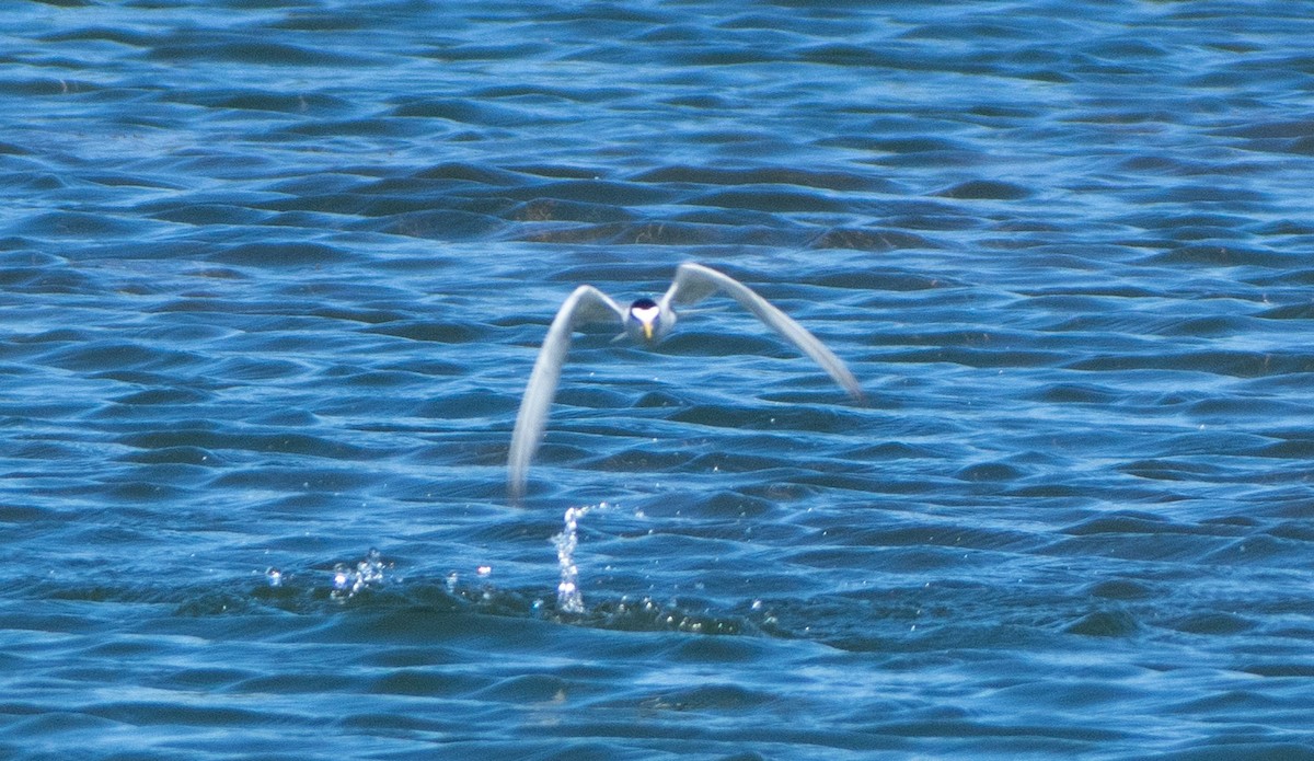 Least Tern - ML246782901