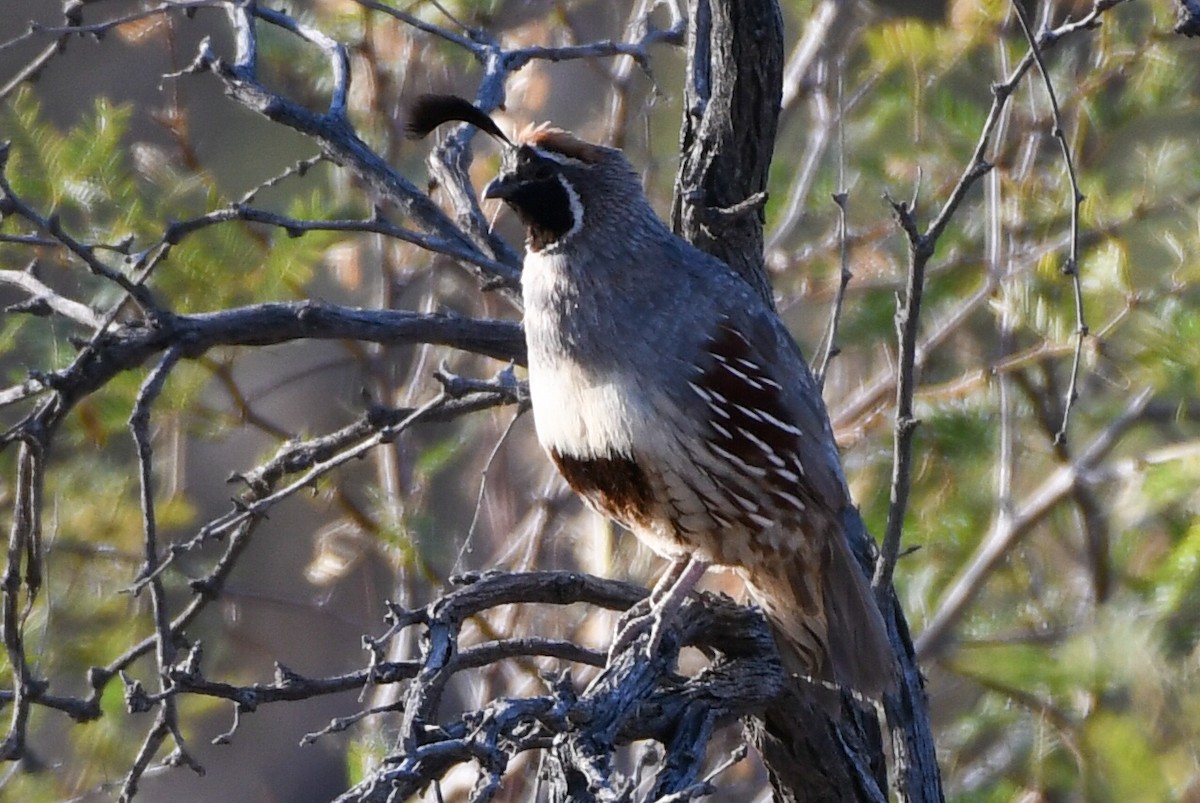 Gambel's Quail - ML246785371