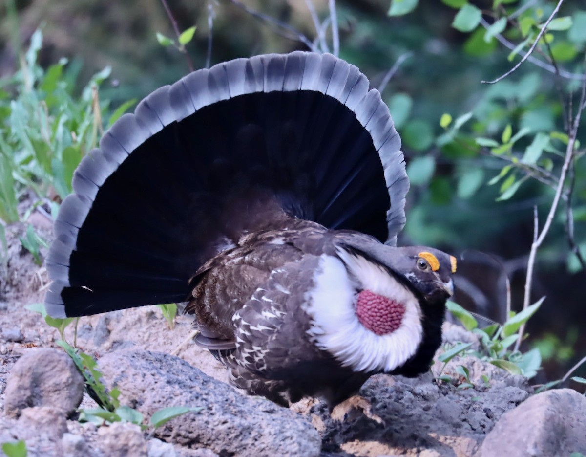 Dusky Grouse - Robert Wallace