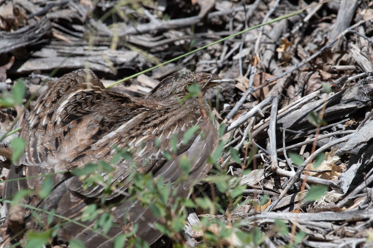 Ruffed Grouse - ML246791271