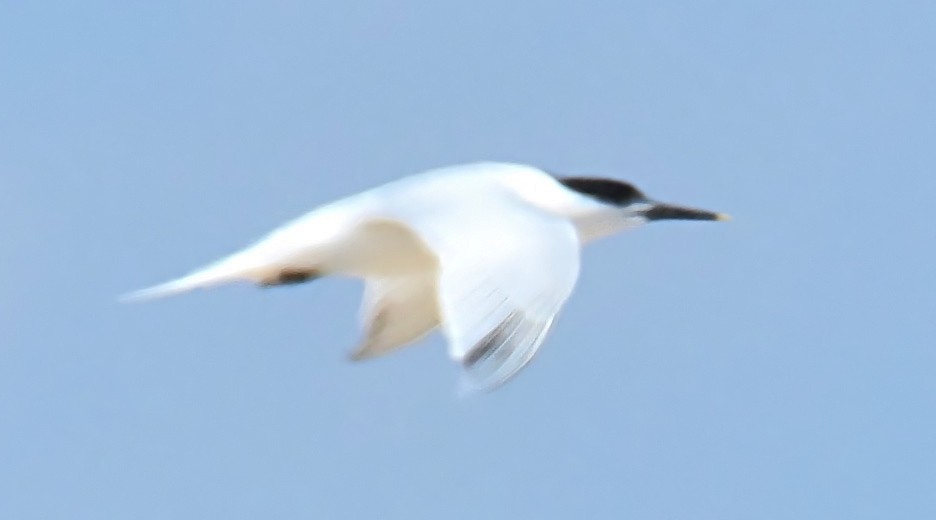 Sandwich Tern - ML246791861