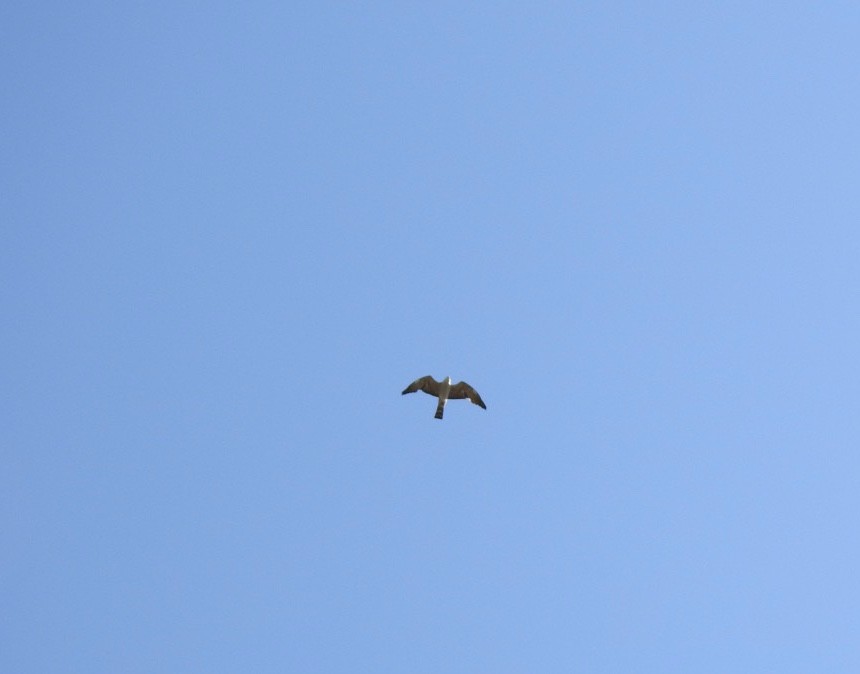 Mississippi Kite - ML246791901