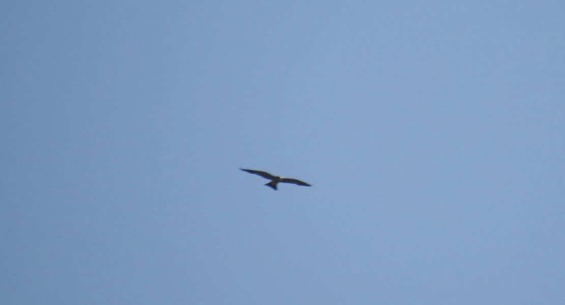 Mississippi Kite - Frank Fabbro