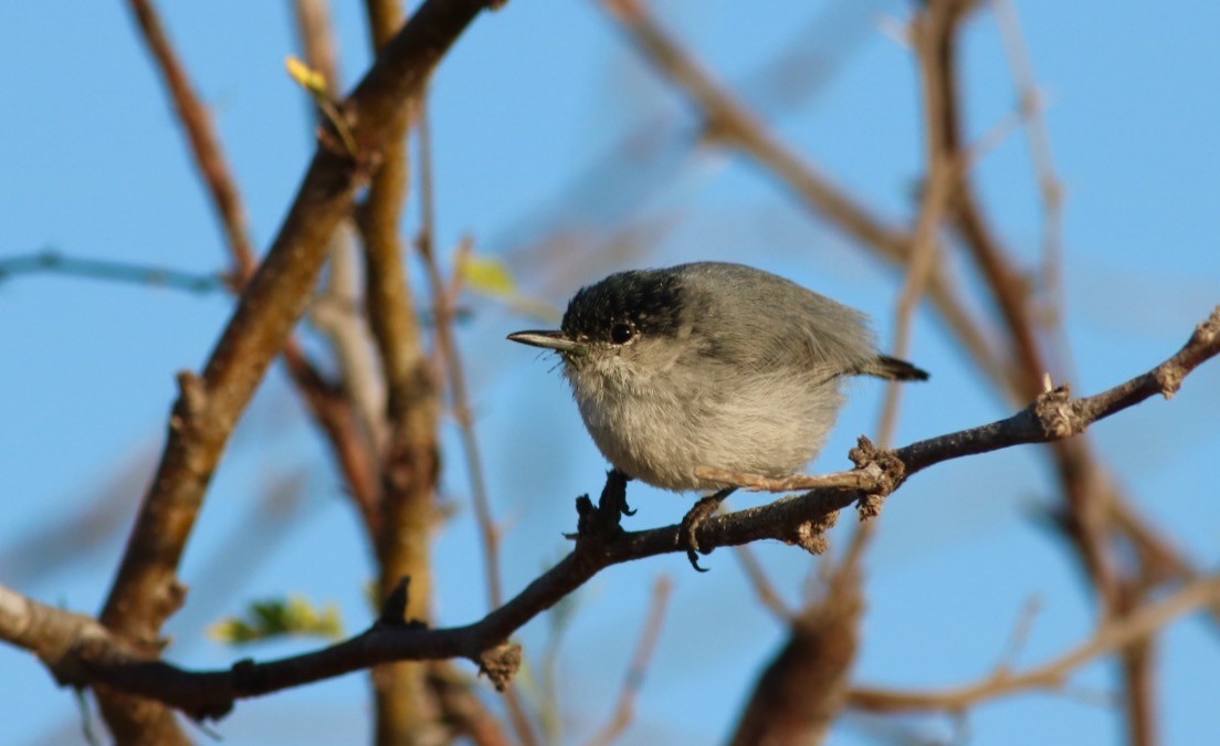 California Gnatcatcher - ML246791981