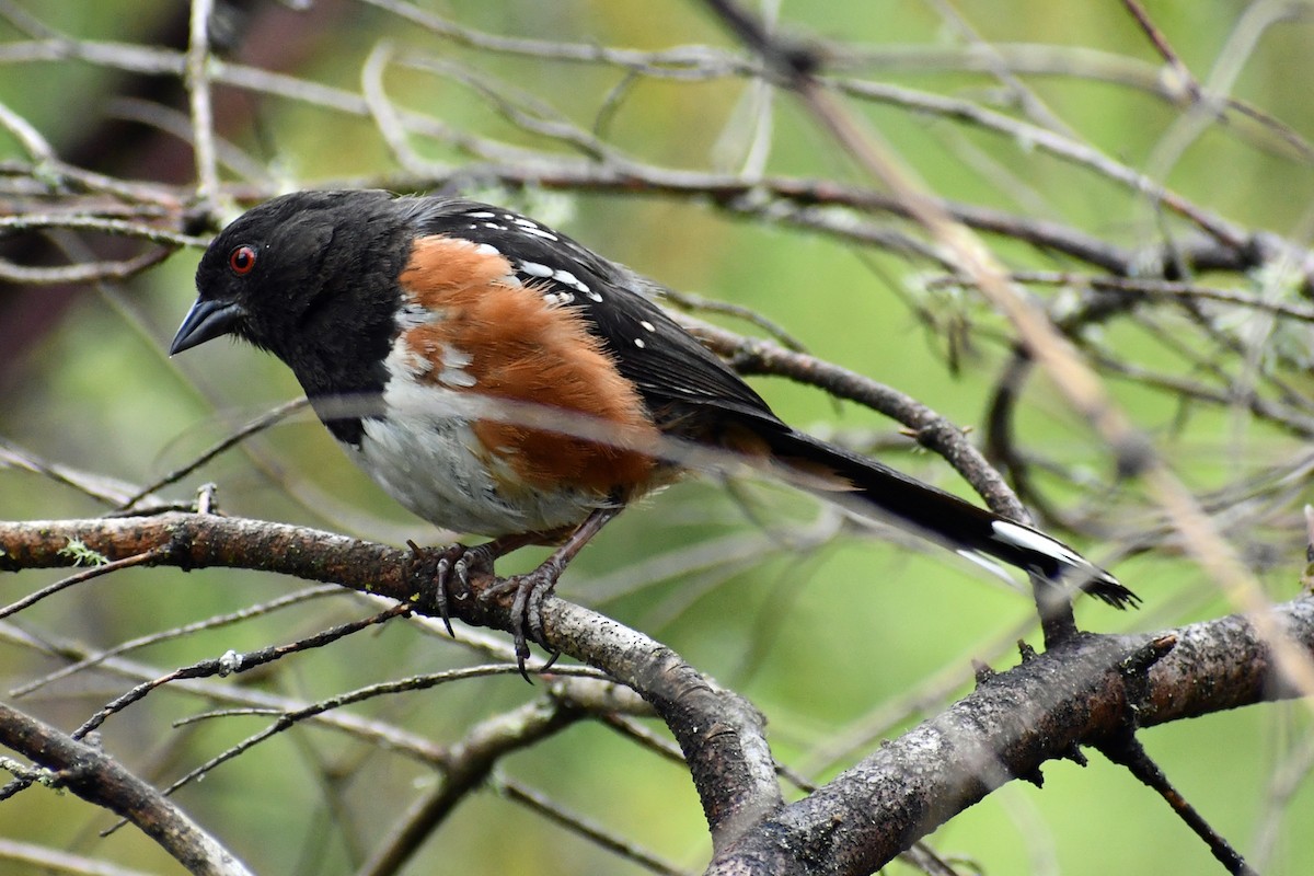 Spotted Towhee - ML246792521