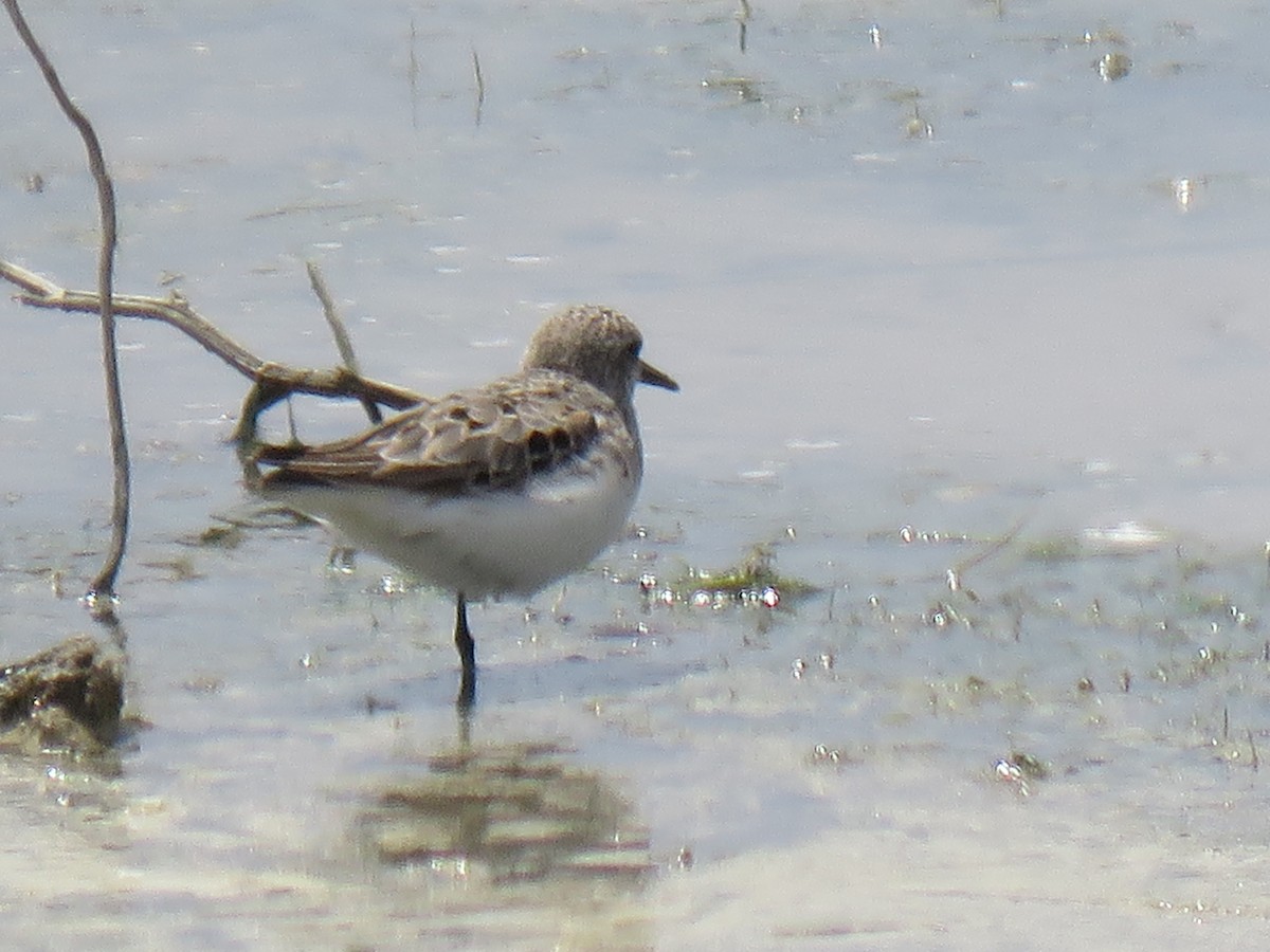 Semipalmated Sandpiper - Randy Smith