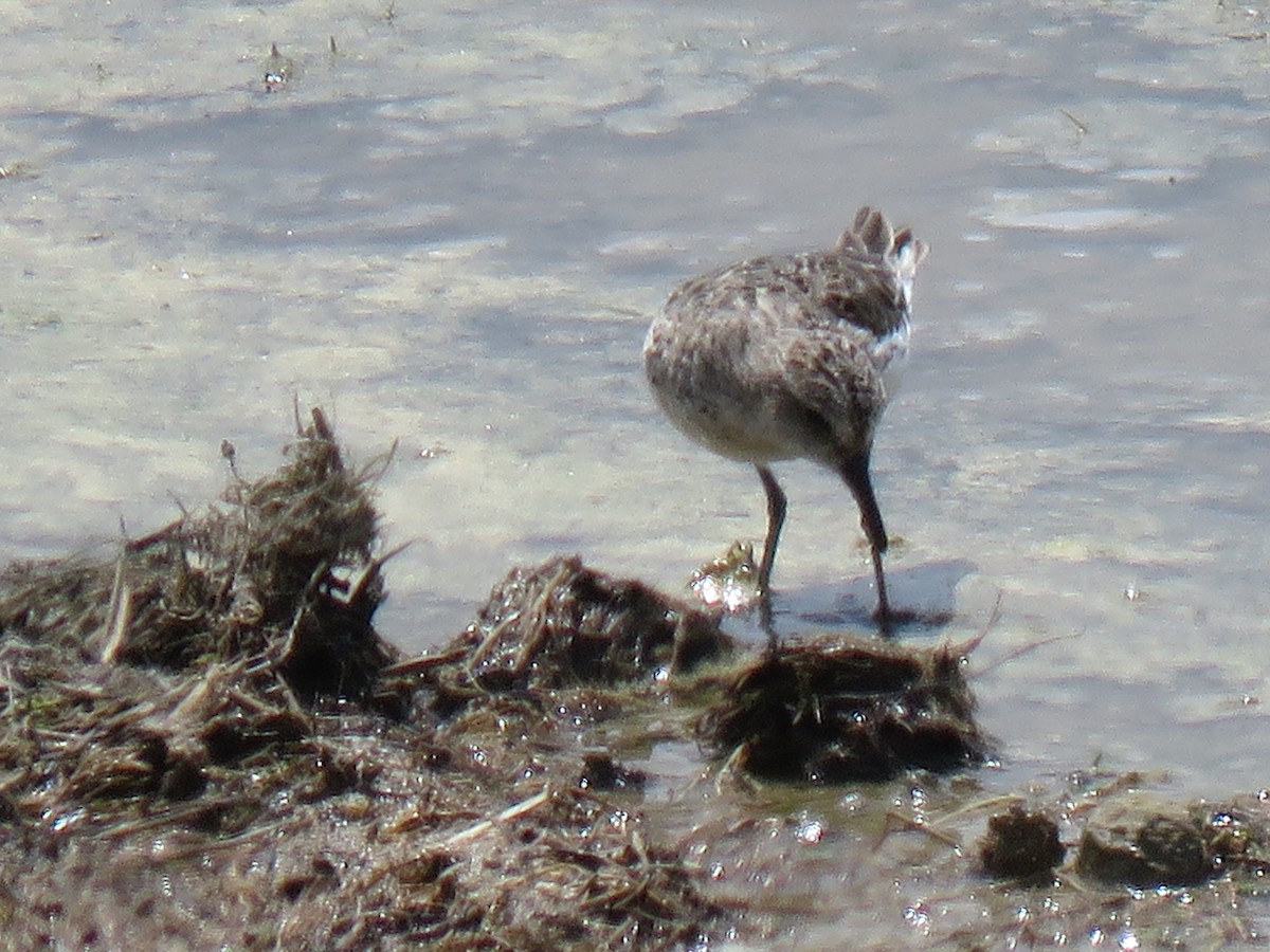 Semipalmated Sandpiper - ML246793541