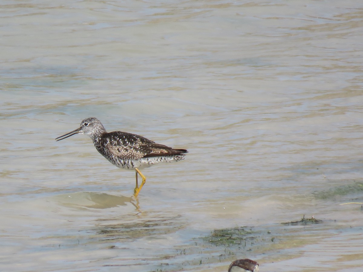 Greater Yellowlegs - ML246793661