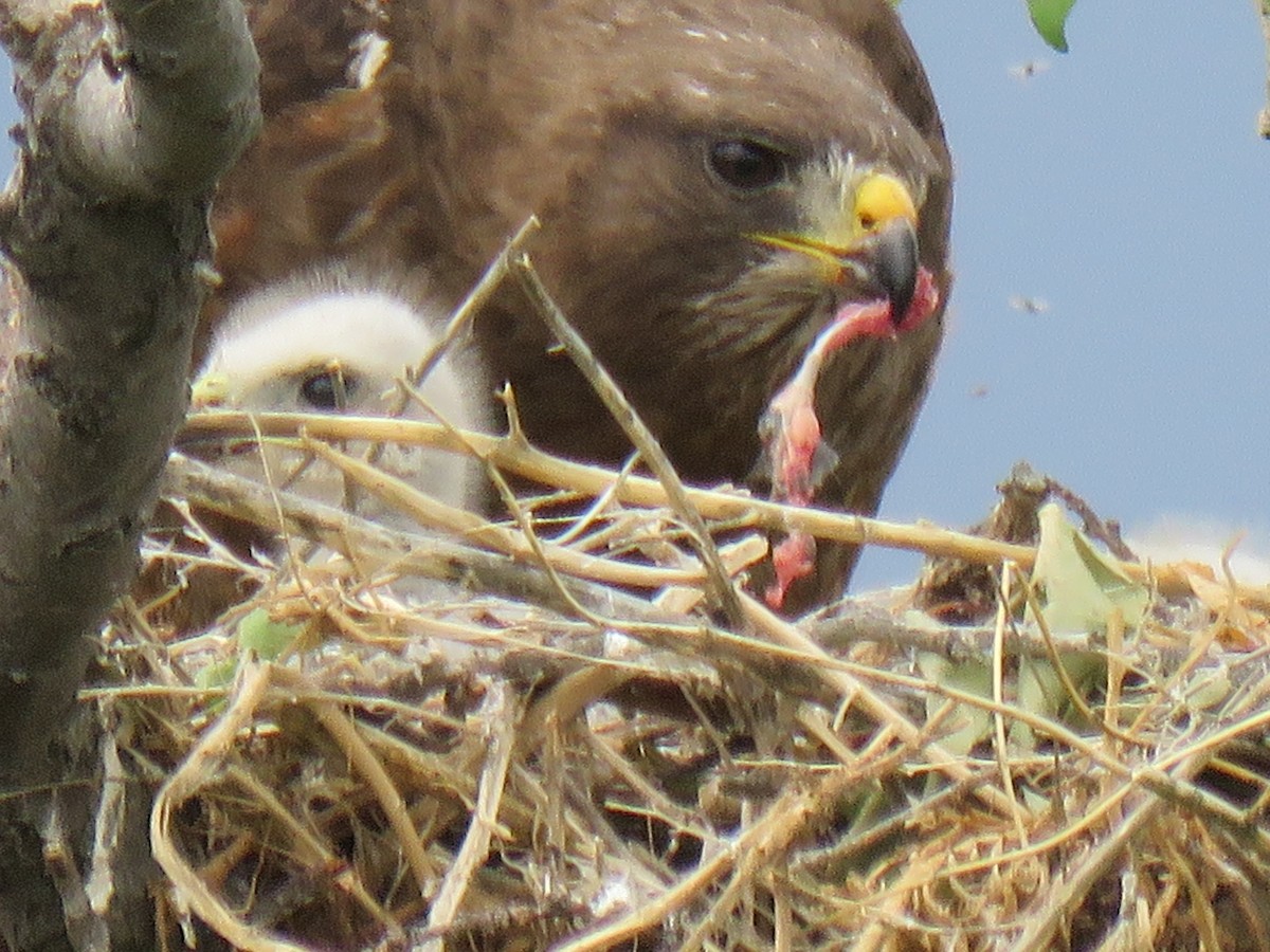 Swainson's Hawk - ML246793721