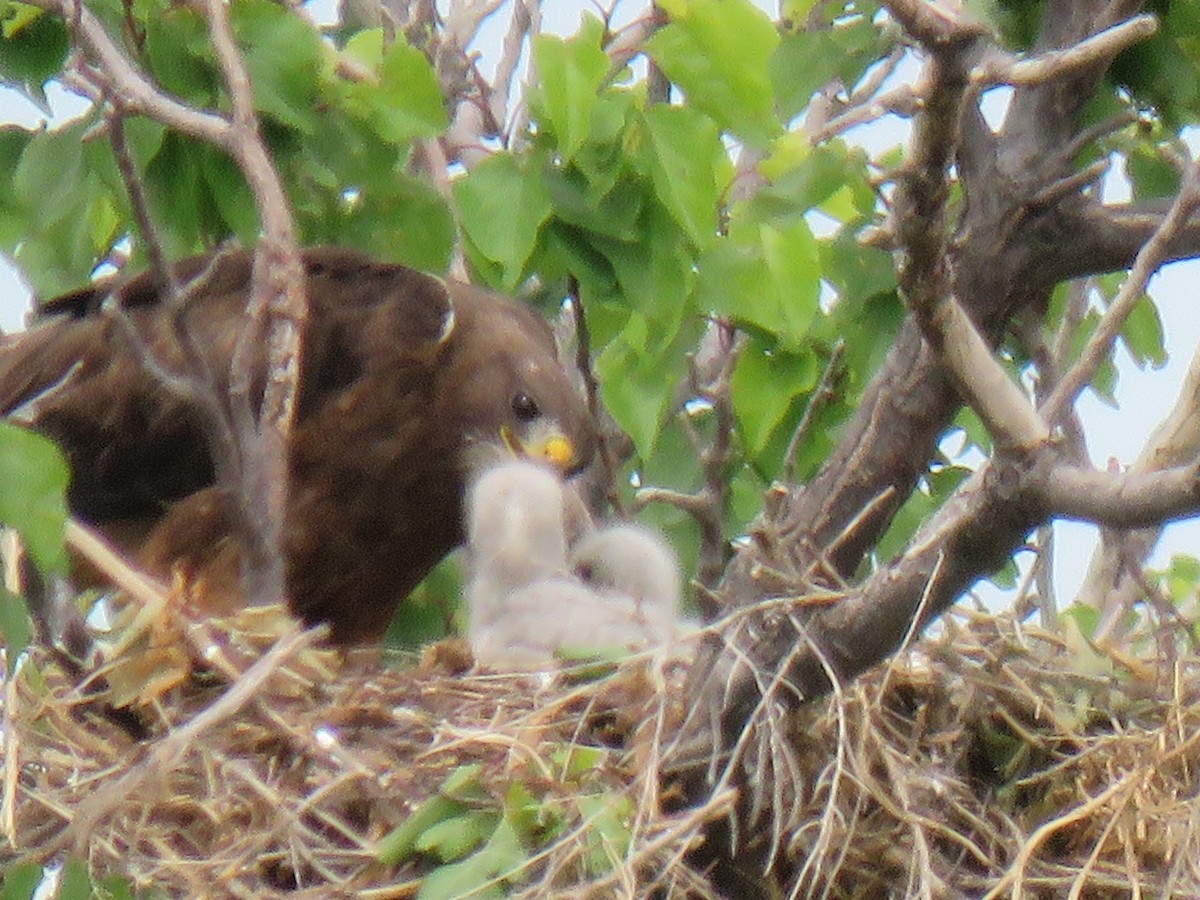 Swainson's Hawk - ML246793941