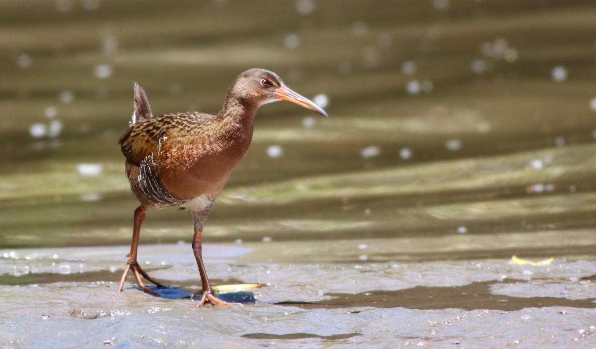 Ridgway's Rail - ML246794181