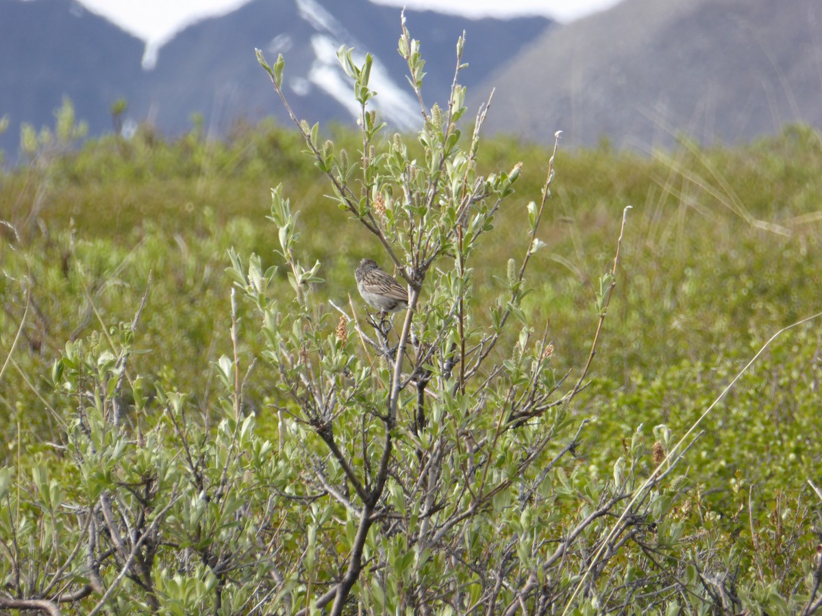 Brewer's Sparrow (taverneri) - Michelle Sopoliga