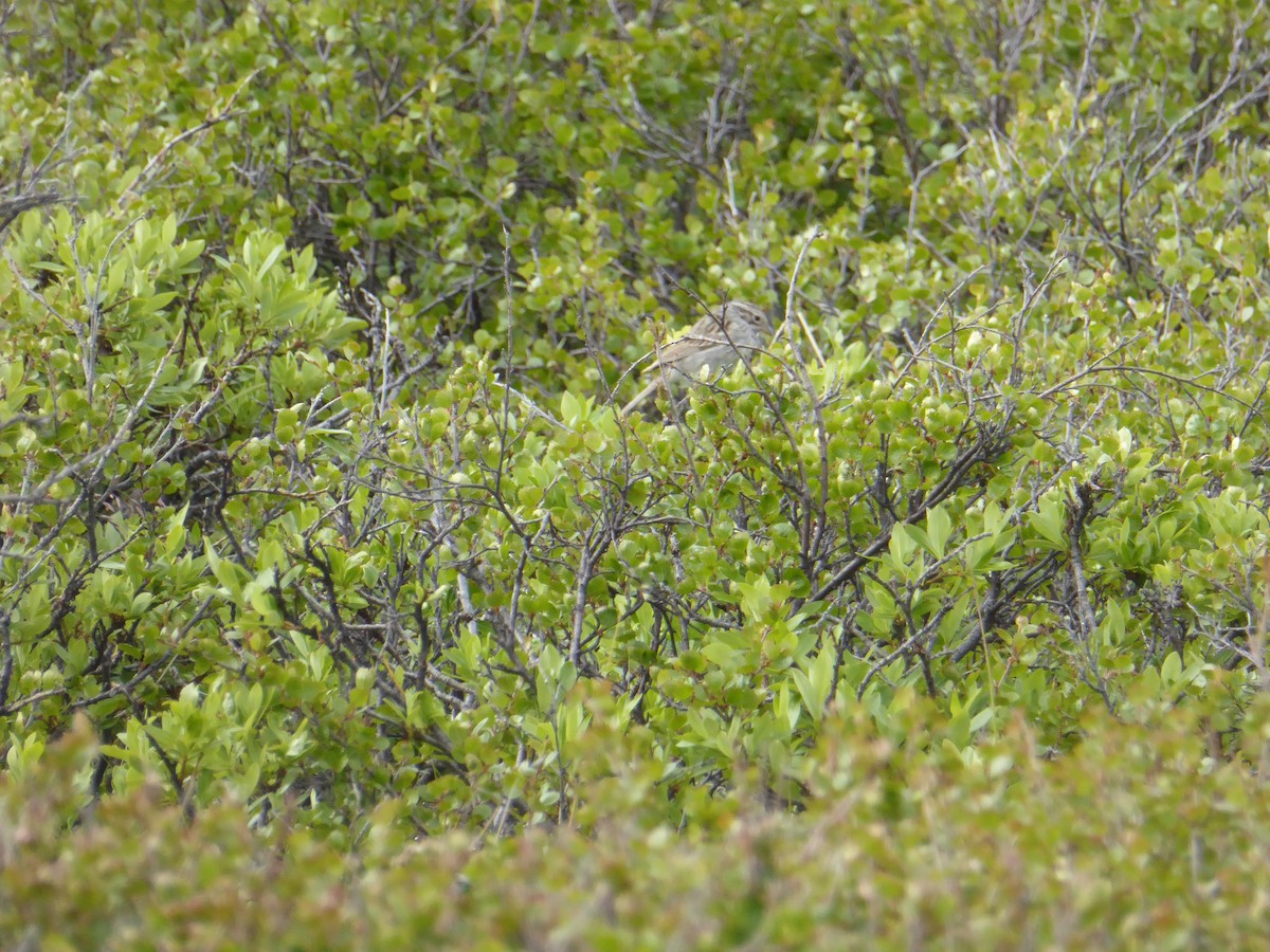 Brewer's Sparrow (taverneri) - Michelle Sopoliga