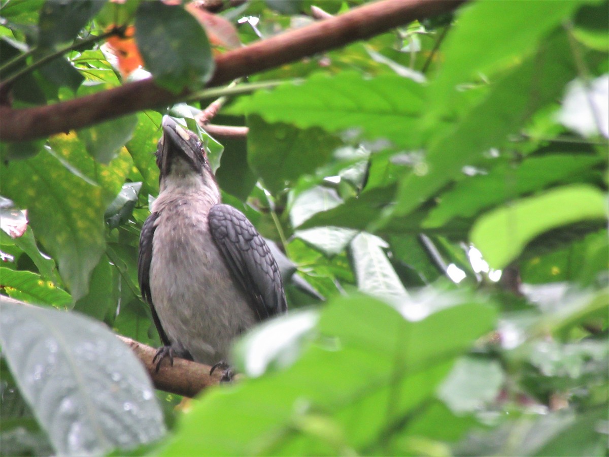 Ceylonhornvogel - ML246795981