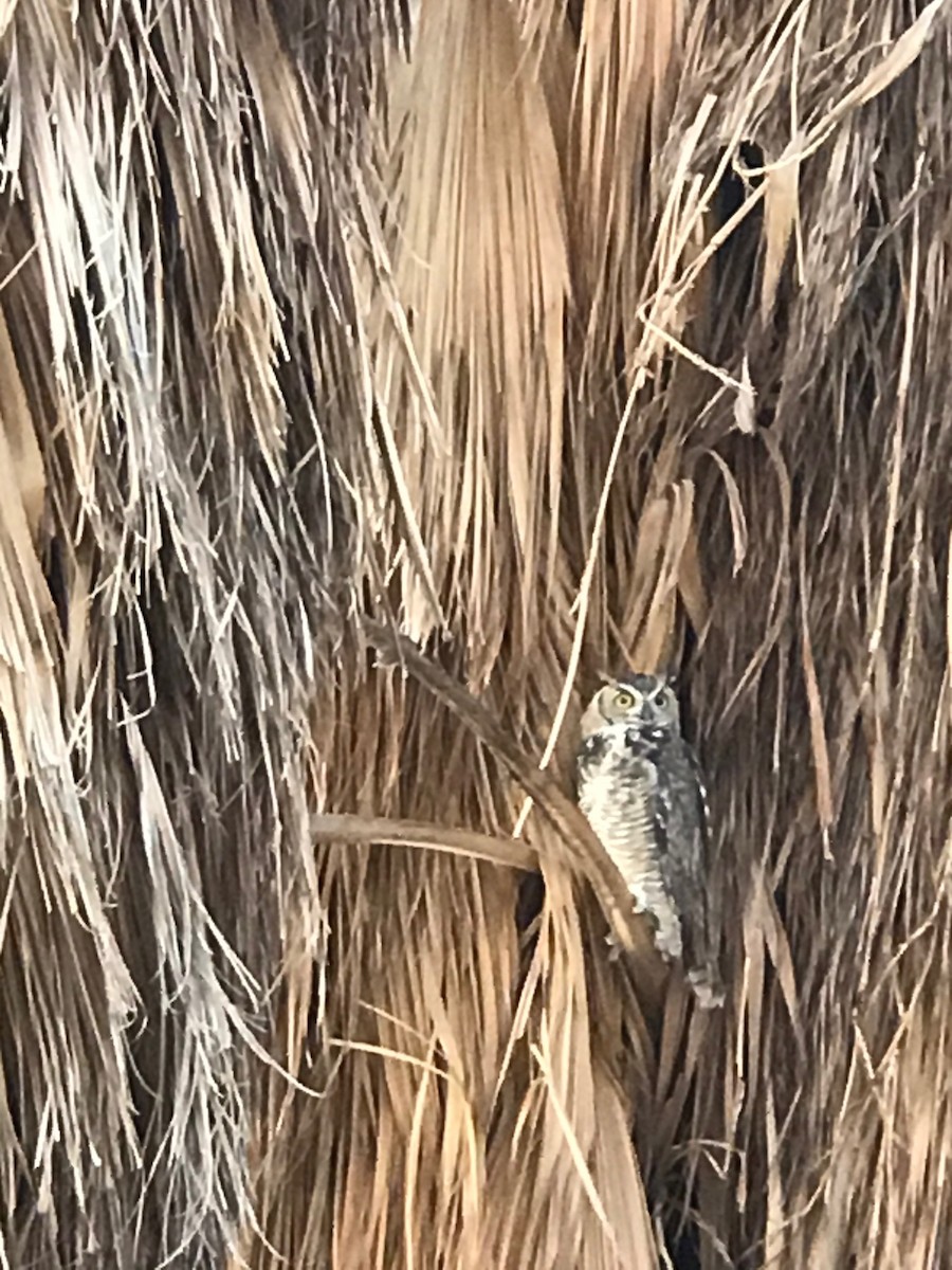 Great Horned Owl - Ken Mix